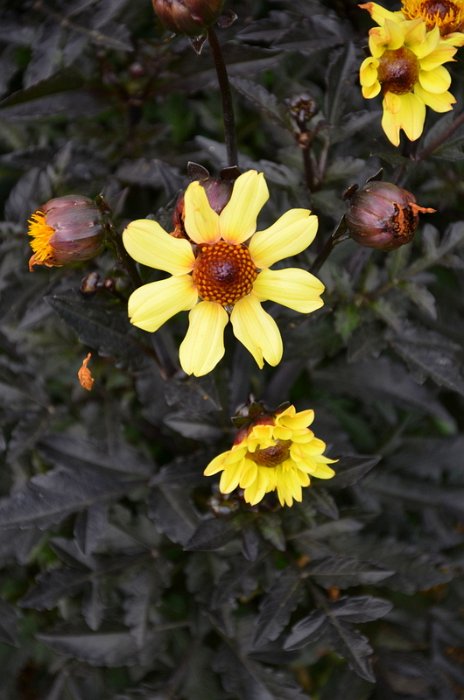 Dahlia x 'Taxi Driver'